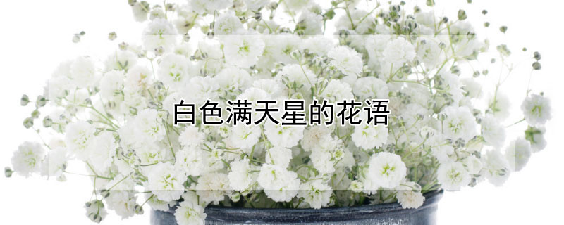 白色满天星的花语（白色满天星的花语文案）