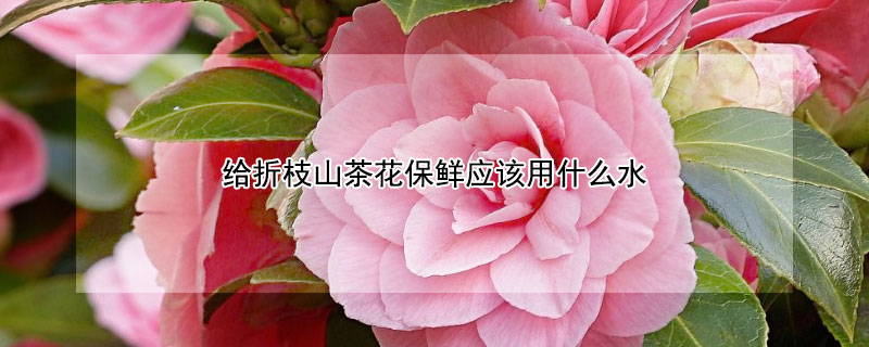 给折枝山茶花保鲜应该用什么水（给折枝山茶花保鲜用糖水还是盐水）