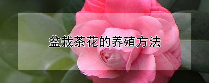 盆栽茶花的养殖方法（盆栽茶花的养殖方法与技术）