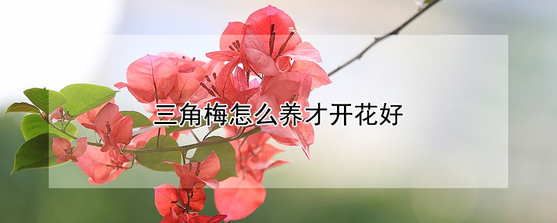 三角梅怎么养才开花好 三角梅怎么养才开花好 视频教程