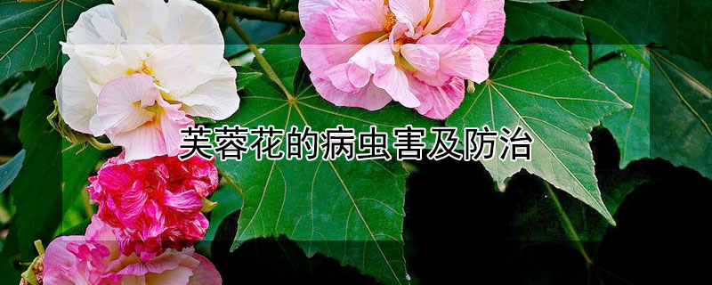 芙蓉花的病虫害及防治 芙蓉花的病虫害及防治方法视频