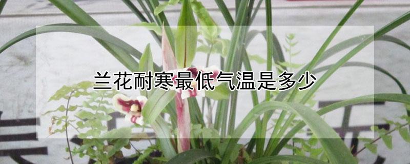 兰花耐寒最低气温是多少 兰花耐寒最低气温是多少度
