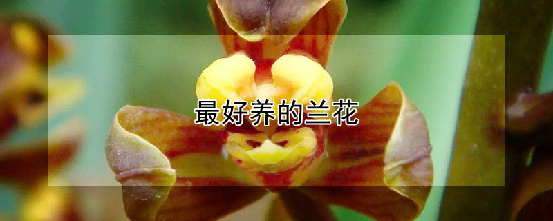 最好养的兰花 最好养的兰花排名