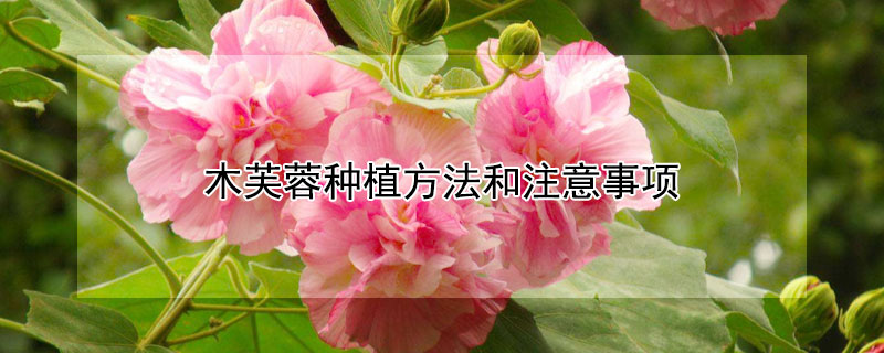 木芙蓉种植方法和注意事项（木芙蓉种植方法和注意事项图片）