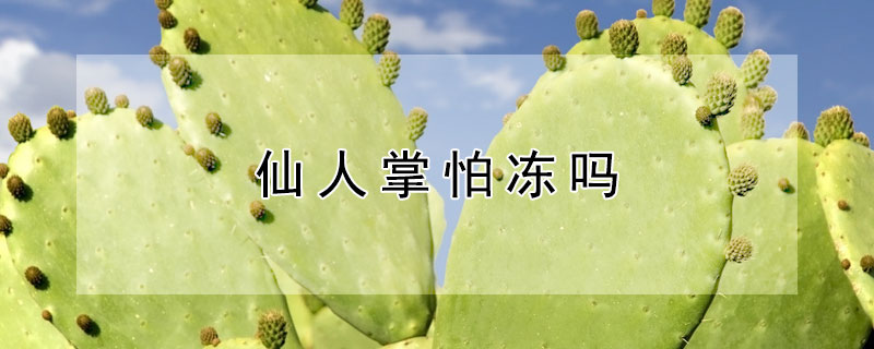 仙人掌怕冻吗（米帮塔仙人掌怕冻吗）