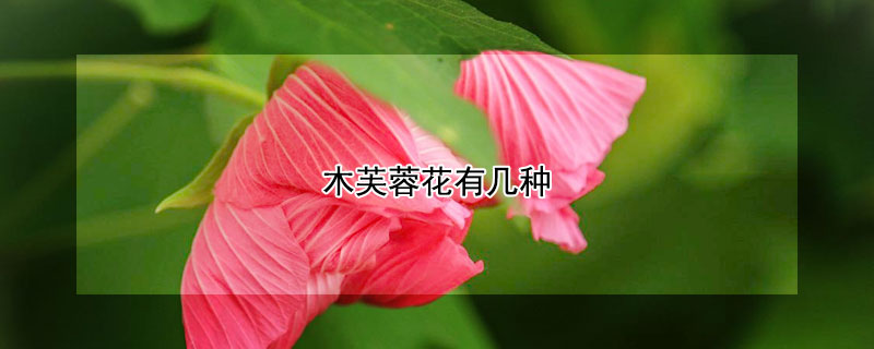 木芙蓉花有几种（木芙蓉花有几种颜色）