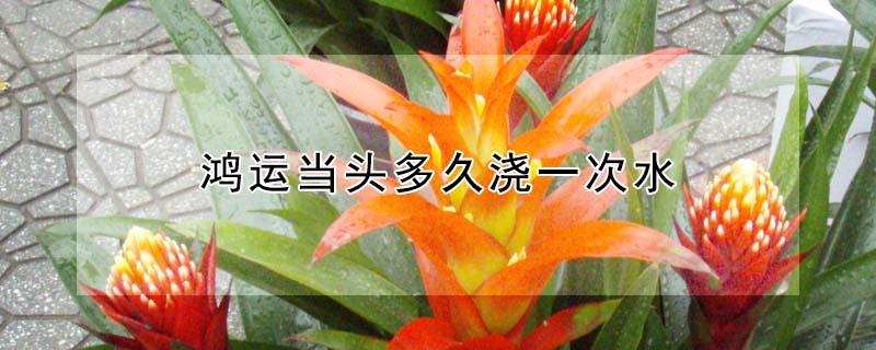 鸿运当头多久浇一次水 冬天鸿运当头多久浇一次水