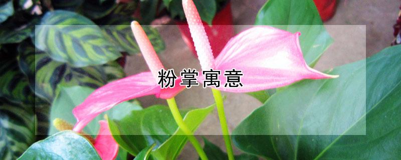 粉掌寓意 粉掌寓意和象征