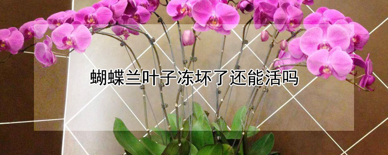 蝴蝶兰叶子冻坏了还能活吗（蝴蝶兰叶子冻坏了怎么处理）