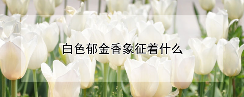 白色郁金香象征着什么（白色郁金香象征着什么精神）