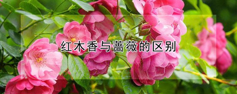 红木香与蔷薇的区别 最旺宅的爬藤植物