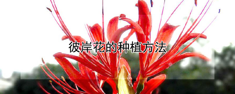 彼岸花的种植方法 彼岸花的种植方法和时间