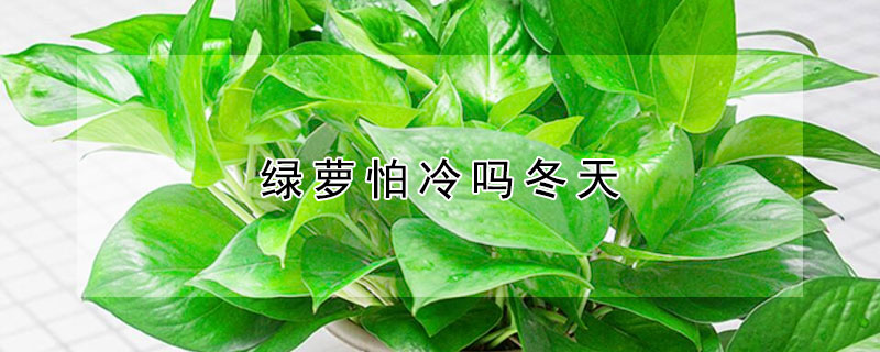 绿萝怕冷吗冬天 绿萝冬天冻死了春天还能长出来吗