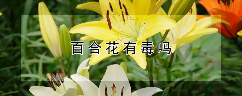 百合花有毒吗 百合花有毒吗对人有什么危害