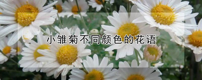 小雏菊不同颜色的花语 小雏菊每个颜色的寓意