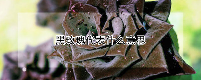 黑玫瑰代表什么意思（白玫瑰代表什么意思）
