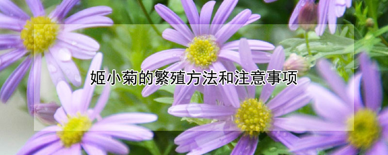 姬小菊的繁殖方法和注意事项（姬小菊的繁殖方法和注意事项有哪些）