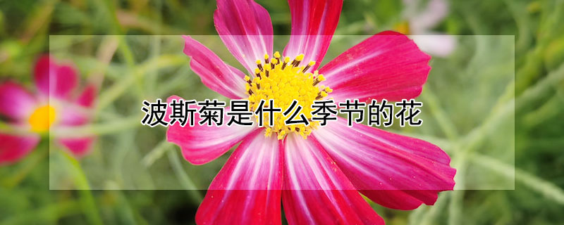 波斯菊是什么季节的花（波斯菊是什么季节的花朵）