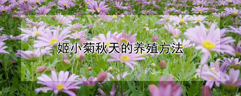姬小菊秋天的养殖方法 姬小菊秋天养殖方法和注意事项