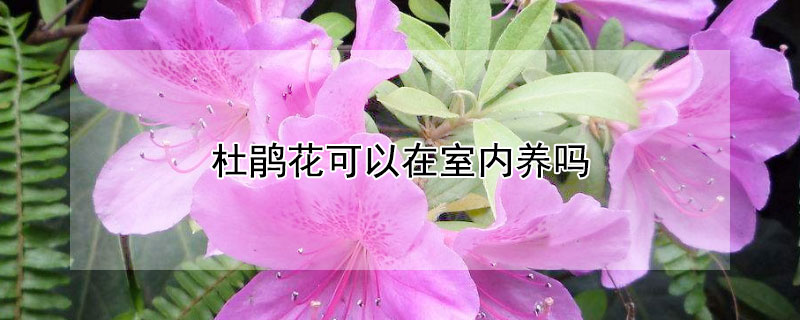 杜鹃花可以在室内养吗（杜鹃花可以在室内养吗杜）