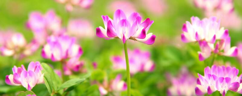 紫云英花语 紫云英花语与传说