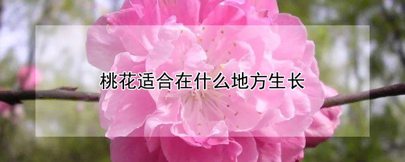 桃花适合在什么地方生长（桃花适合在什么的地方）
