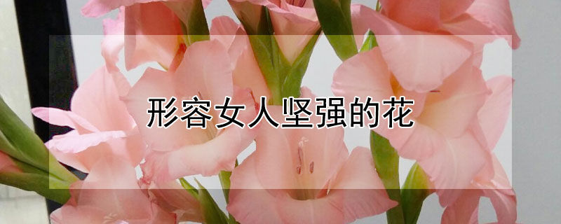形容女人坚强的花 形容女人坚强的花名