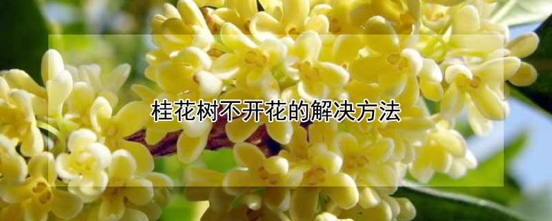 桂花树不开花的解决方法（桂花树不开花是什么原因）