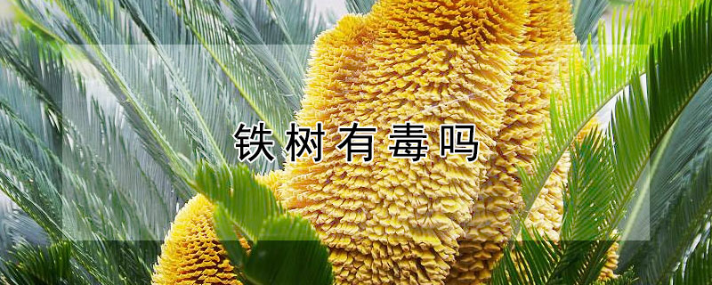 铁树有毒吗 铁树有毒吗 铁树叶的药用价值