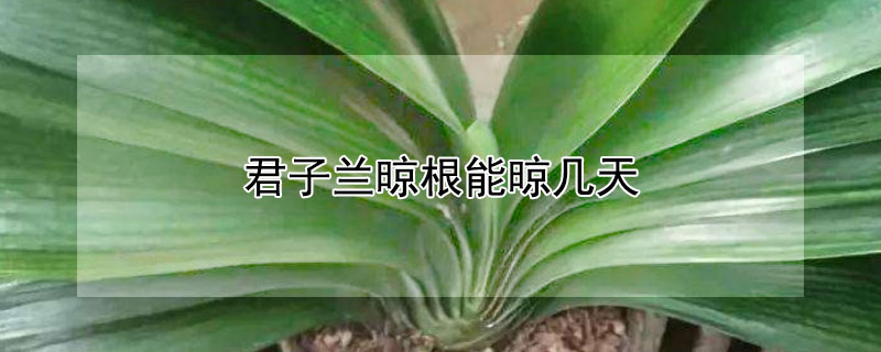 君子兰晾根能晾几天 君子兰根晾晒多久