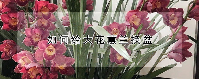 如何给大花蕙兰换盆 刚买的大花蕙兰的换盆视频