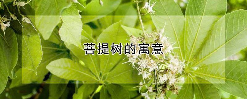 菩提树的寓意（小盼菩提树的寓意）