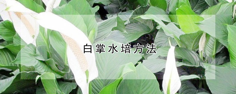 白掌水培方法（白掌水培方法及图片）