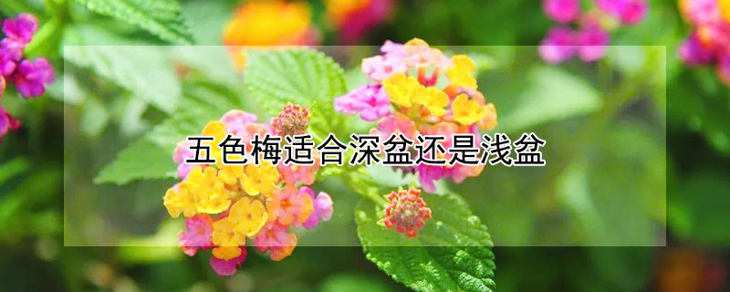 五色梅适合深盆还是浅盆（五色梅适合深盆还是浅盆种）