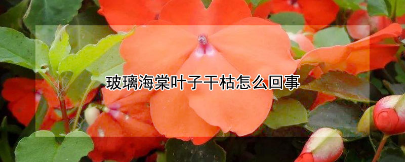 玻璃海棠叶子干枯怎么回事 玻璃海棠叶子干枯怎么回事图片