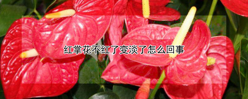 红掌花不红了变淡了怎么回事（怎样让红掌再次变红）