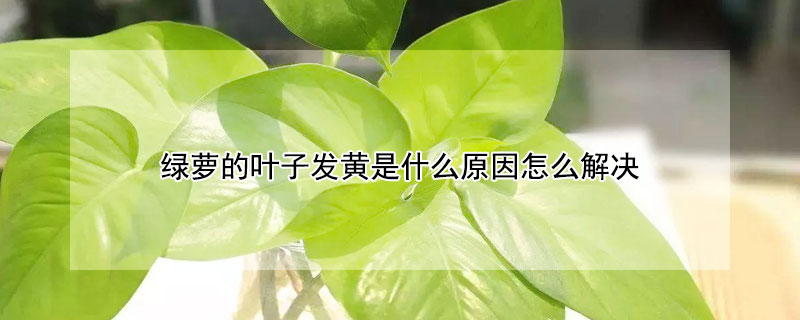 绿萝的叶子发黄是什么原因怎么解决（绿萝叶子发黄补救小妙招）