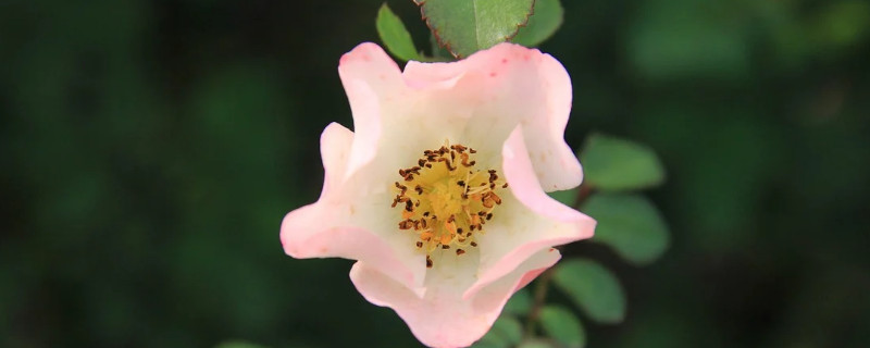 月季花可以送妈妈吗（月季花可以送母亲吗）
