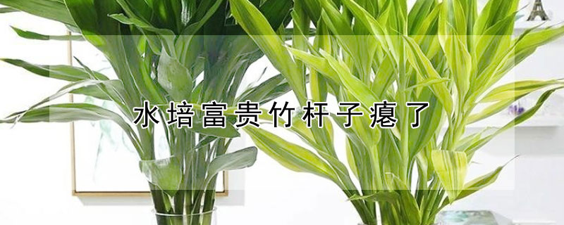水培富贵竹杆子瘪了 水培富贵竹杆子瘪了还能活吗