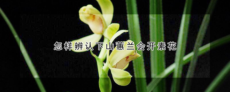 怎样辨认下山蕙兰会开素花 下山蕙兰的花会变化吗