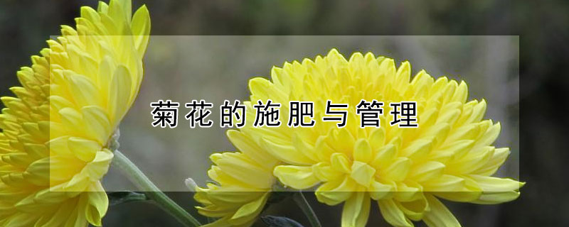 菊花的施肥与管理 菊花的施肥与管理技术
