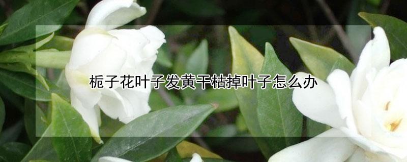 栀子花叶子发黄干枯掉叶子怎么办 水培栀子花叶子发黄干枯掉叶子怎么办