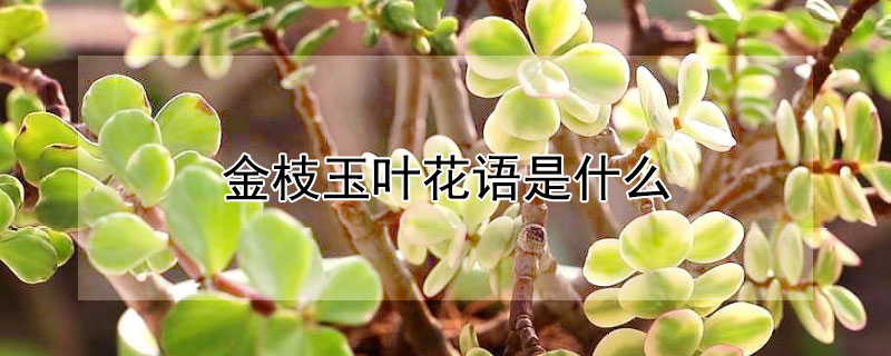 金枝玉叶花语是什么 金枝玉叶花语是什么花