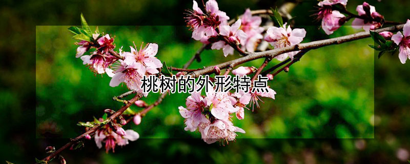 桃树的外形特点（桃树的外形特点是什么）