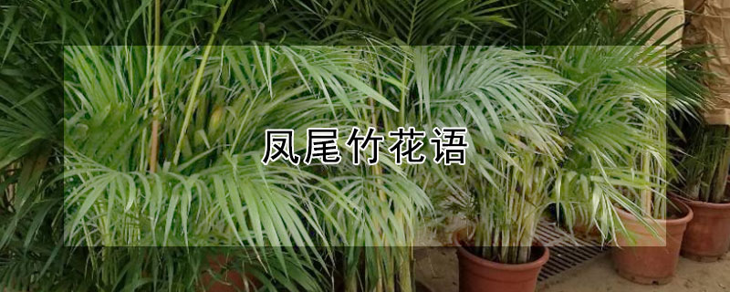 凤尾竹花语（凤尾竹放客厅大忌）
