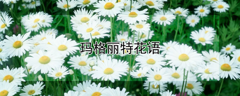 玛格丽特花语（玛格丽特花语是什么）