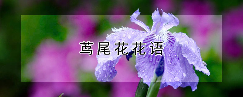 茑尾花花语 尾花是什么意思手抄报
