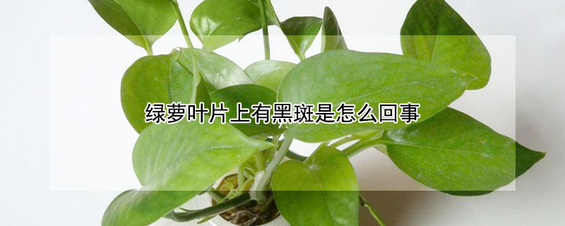 绿萝叶片上有黑斑是怎么回事 绿萝叶上有黑斑咋回事