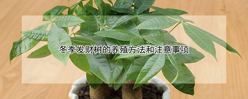 冬季发财树的养殖方法和注意事项 冬季发财树怎么养护最好