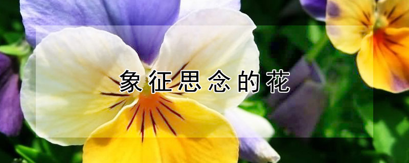 象征思念的花（象征思念的花朵）